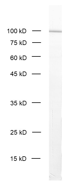 Synaptopodin Recombinant rabbit - image 2