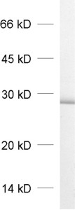 Vti1b, Polyclonal rabbit antiserum