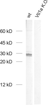 Vti1a, Polyclonal rabbit antiserum