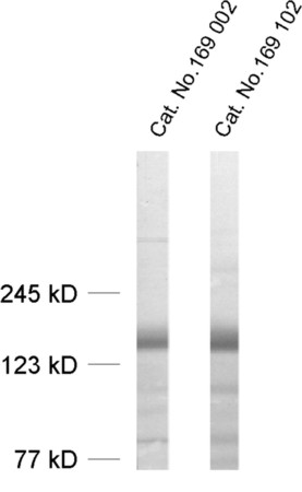 Liprin-alpha3 Polyclonal rabbit antiserum - image 1
