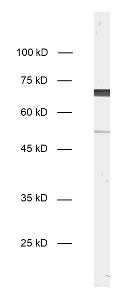 Neurofilament L Recombinant rabbit - image 1