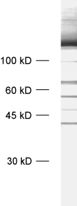 Neurofilament M Polyclonal rabbit antiserum - image 1