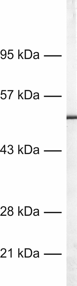 GFAP, Recombinant rabbit