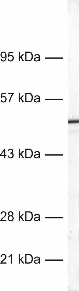 GFAP, Recombinant rabbit