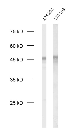 Doc2b, Polyclonal rabbit purified antibody