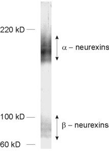 Neurexin1/2/3 Polyclonal rabbit purified antibody - image 1