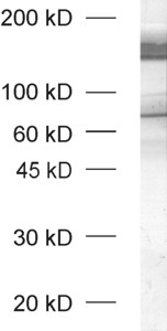 Neurexin1 Polyclonal rabbit purified antibody - image 1