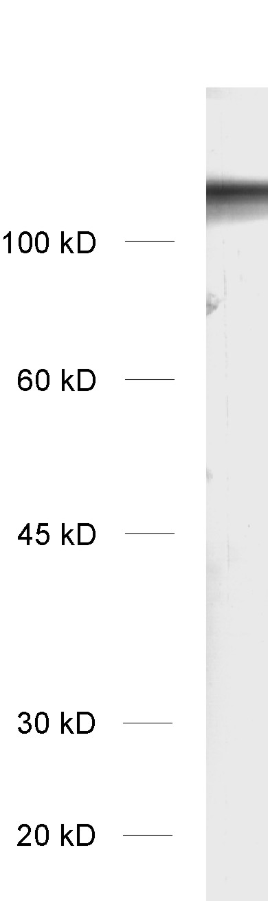 GluA2, Monoclonal mouse purified IgM