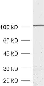 GluA Polyclonal rabbit purified antibody - image 1