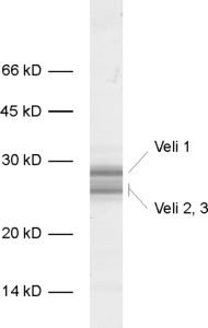Veli1/2/3 Polyclonal rabbit antiserum - image 1