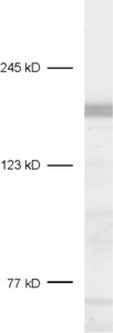 CASKIN1, Polyclonal rabbit antiserum