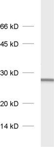 Sec22b, Polyclonal rabbit purified antibody