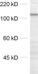 alpha-Protocadherin Polyclonal rabbit antiserum - image 1
