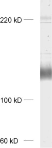 mGluR1-alpha Polyclonal rabbit antiserum - image 1