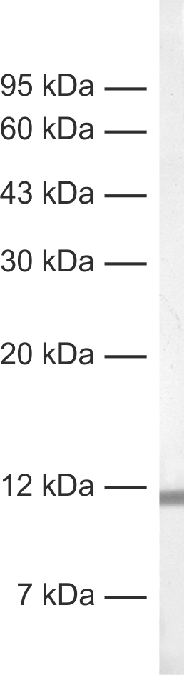 Parvalbumin, Recombinant rabbit