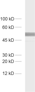 PACSIN1, Polyclonal rabbit antiserum