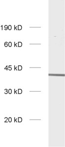 ZnT3, Polyclonal Guinea pig antiserum