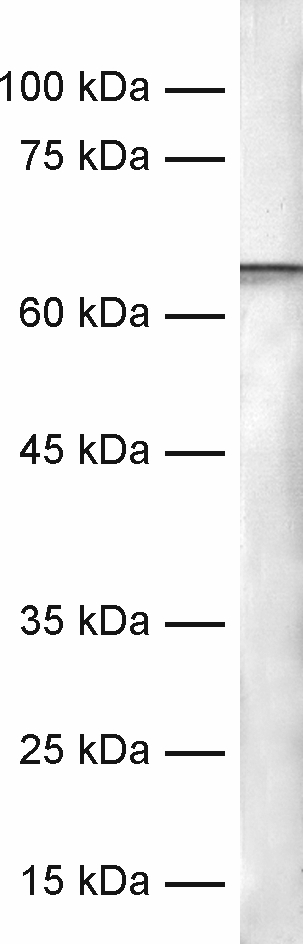 Tyrosine hydroxylase Recombinant Guinea pig - image 1