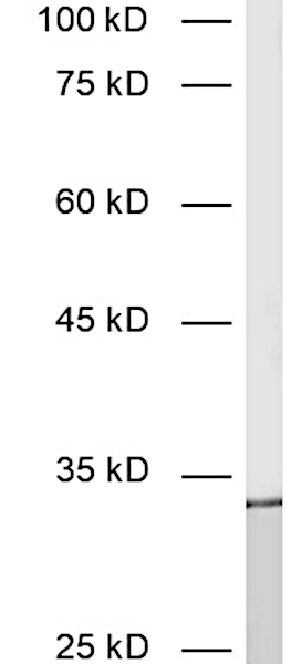 Calretinin Recombinant chicken - image 1