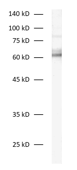 ChT, Recombinant rabbit