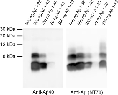 Abeta40 Polyclonal rabbit antiserum - image 1