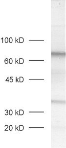 MPP4, Polyclonal rabbit purified antibody
