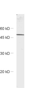 CtBP1 Polyclonal rabbit antiserum - image 1