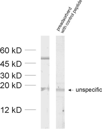GABA-A receptor alpha2, Polyclonal rabbit antiserum