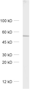 GABA-A receptor alpha5 Polyclonal rabbit antiserum - image 1
