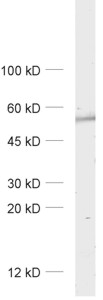 GABA-A receptor alpha5 Polyclonal rabbit purified antibody - image 1