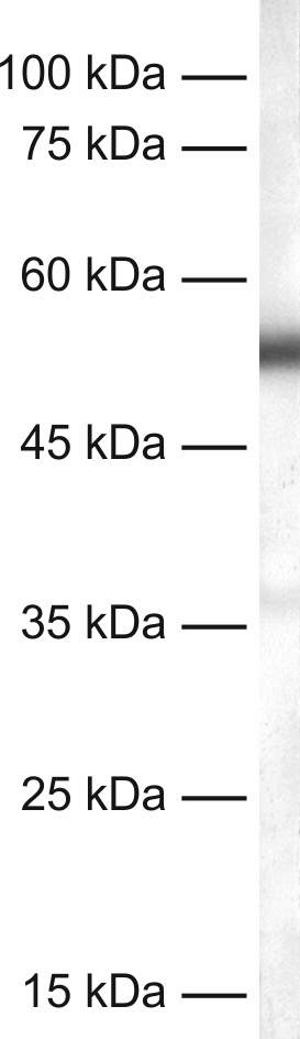 c-Fos Recombinant rabbit - image 1