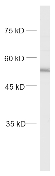 c-Fos Recombinant chicken - image 1
