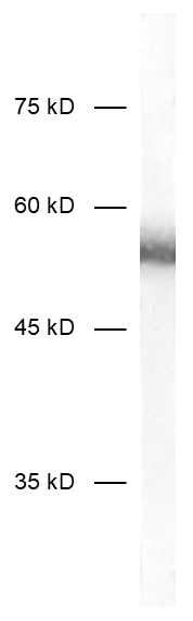 c-Fos, Recombinant human