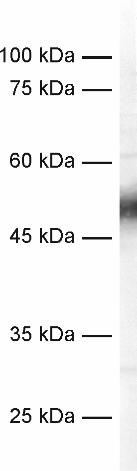 c-Fos Recombinant Guinea pig - image 1