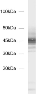 gamma-Enolase Polyclonal rabbit antiserum - image 1