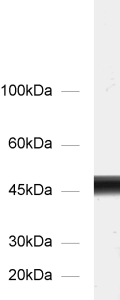 gamma-Enolase Polyclonal Guinea pig antiserum - image 1