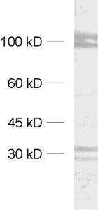 Kv2.1, Polyclonal rabbit antiserum