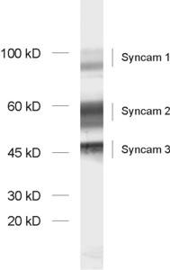 SynCAM1/2/3 Polyclonal rabbit purified antibody - image 1