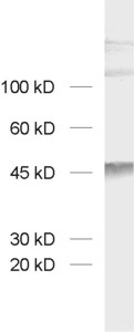 SynCAM3, Polyclonal rabbit purified antibody