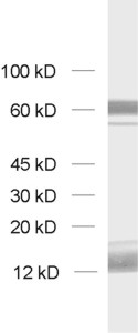 SynCAM4, Polyclonal rabbit purified antibody