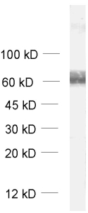 EAAT1 Polyclonal Guinea pig antiserum - image 1