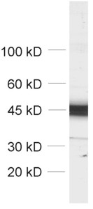 beta-Actin Polyclonal rabbit purified antibody - image 1