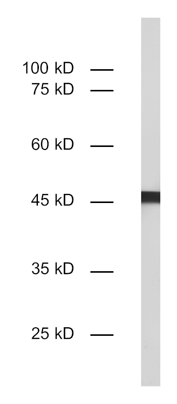 beta-Actin, Recombinant rabbit