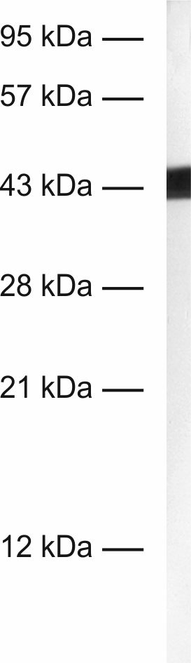 beta-Actin Recombinant rabbit - image 1