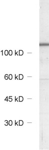Chromogranin A Polyclonal rabbit antiserum - image 1