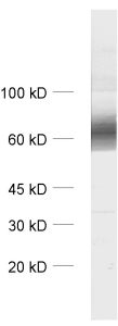GABA transporter1 Polyclonal rabbit antiserum - image 1