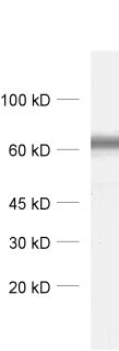 GABA transporter1 Polyclonal Guinea pig antiserum - image 1