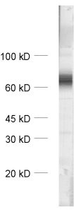 GABA transporter3 Polyclonal rabbit antiserum - image 1