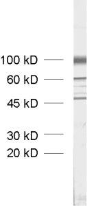 PRG1, Polyclonal rabbit antiserum