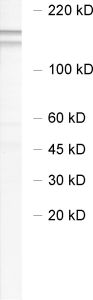NEDD4-2, Polyclonal rabbit purified antibody